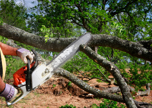 How Our Tree Care Process Works  in  Webster, FL